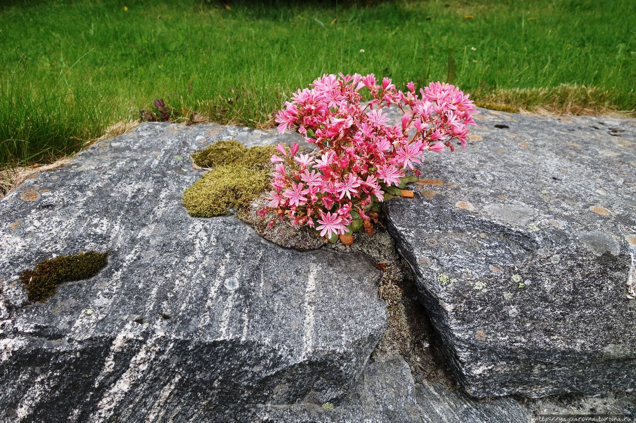 Сахарная вершина Олесунн, Норвегия