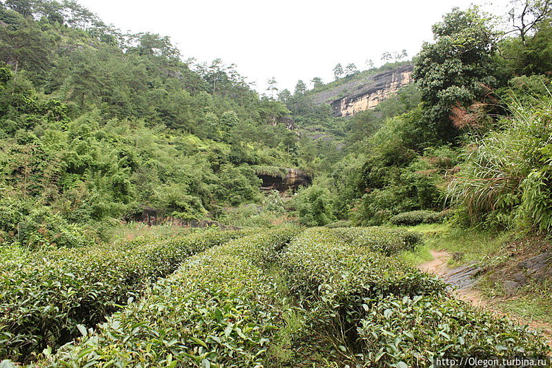 Вдоль утёсов, по полям чайным Уишань, Китай