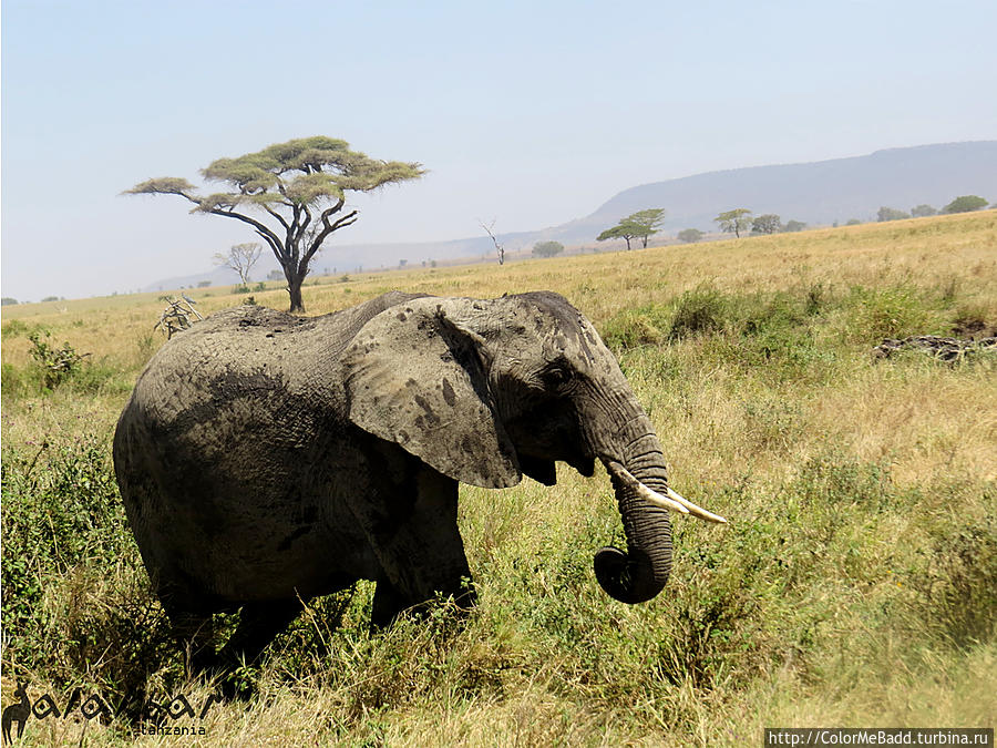 слоненыш Танзания