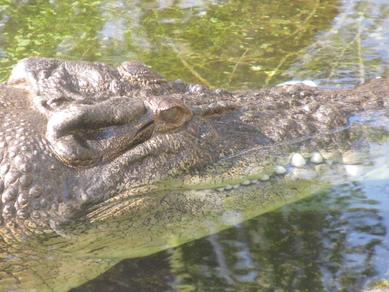 Водный парк Crocosaurus Cove, где водятся крокодилы. Ч.125