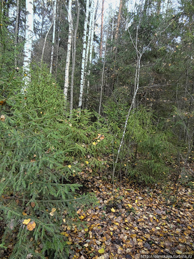 В лесу под Вологдой Вологда, Россия