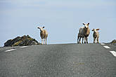 Был удивлен,что на севере Норвегии очень развито овцеводство. Они как олени ходят везде,где захотят.