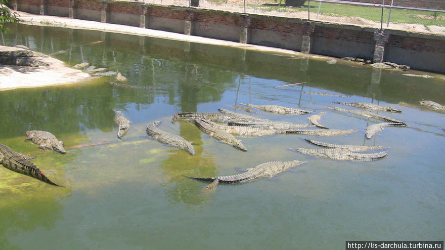 Крокодиловая ферма ЮАР