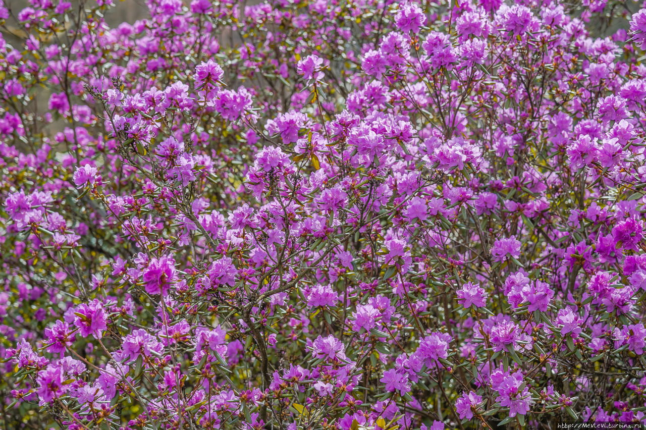 Ботанический сад в марте Рига, Латвия