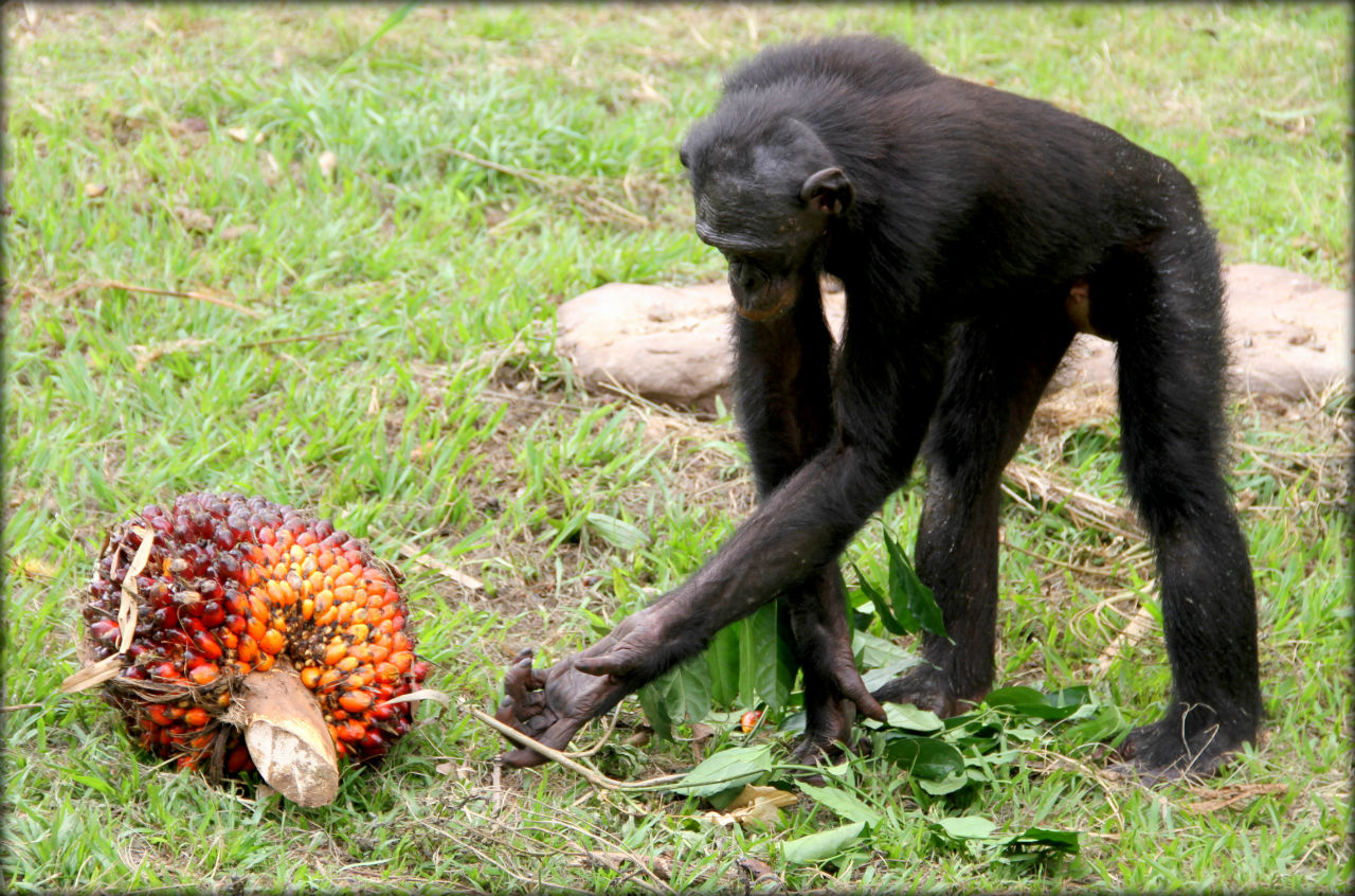 Рай для бонобо или самые любвеобильные обезьяны Лола-я-бонобо, ДР Конго