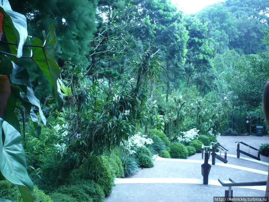 Ботанический сад Сингапур (город-государство)