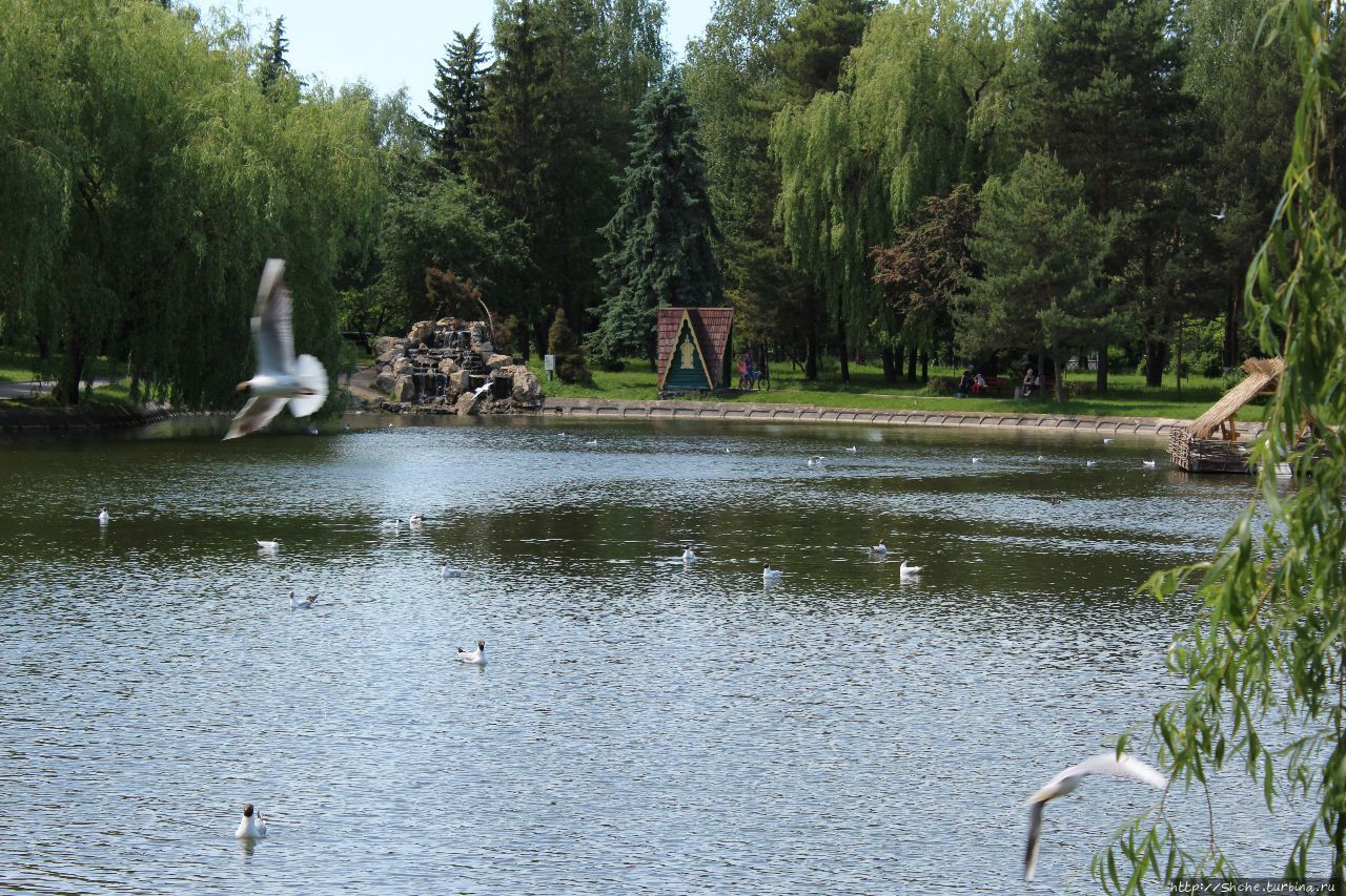 Лебединое озеро Ровно, Украина