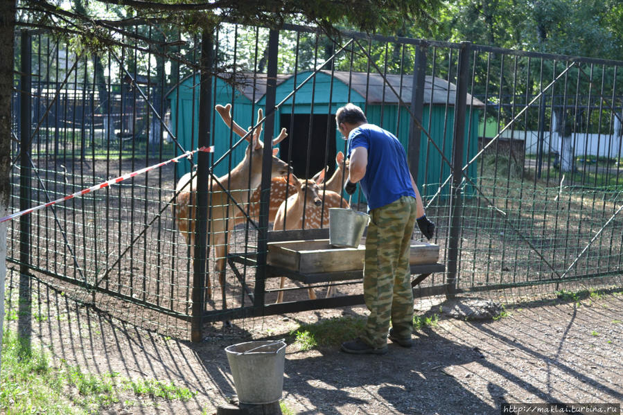 зоопарк в абакане