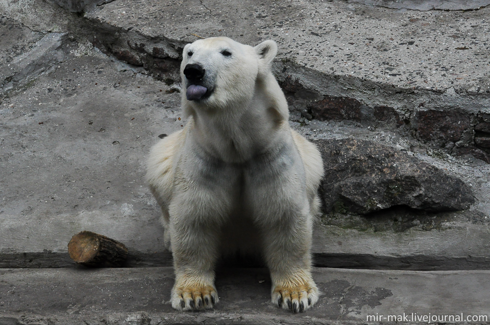 Белые медведи очень любят позаботиться о своей чистоте, после каждого приема пищи, подолгу вычищают свою шерсть от остатков еды и грязи. Николаев, Украина