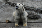 Белые медведи очень любят позаботиться о своей чистоте, после каждого приема пищи, подолгу вычищают свою шерсть от остатков еды и грязи.