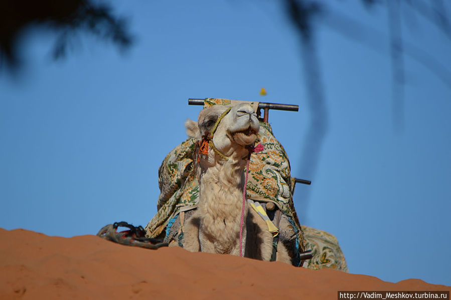 Верблюд в песчаных дюнах Эль Фаид Область Сус-Масса-Драа, Марокко