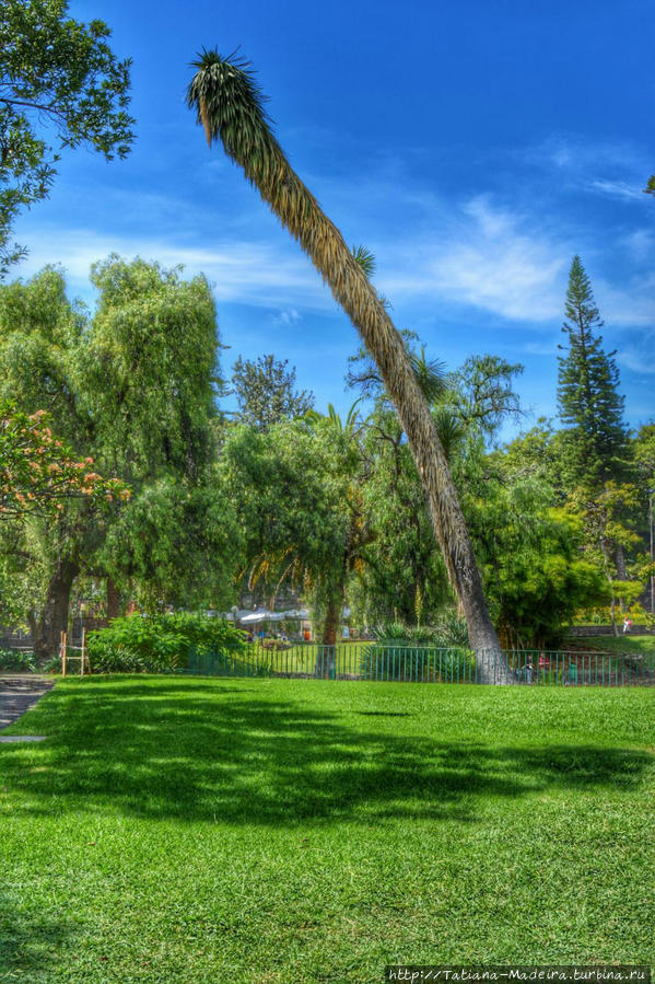 Мадейра АРТ Регион Мадейра, Португалия