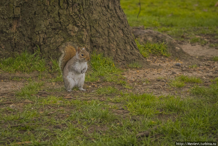 Обитатели Hyde Park Лондон, Великобритания