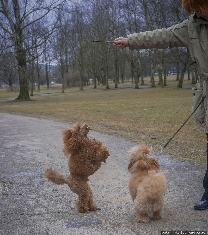 В марте в парке Аркадия Рига, Латвия