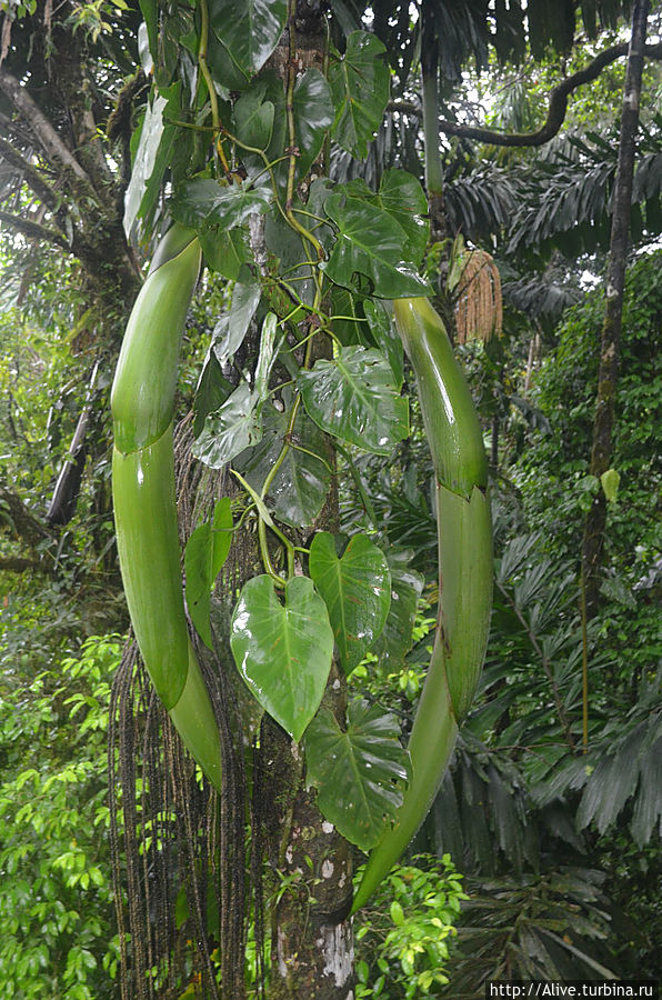 гигантские бананы на пальме — размер ок.1-1.5 метров длинной Аренал, Коста-Рика
