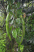 гигантские бананы на пальме — размер ок.1-1.5 метров длинной