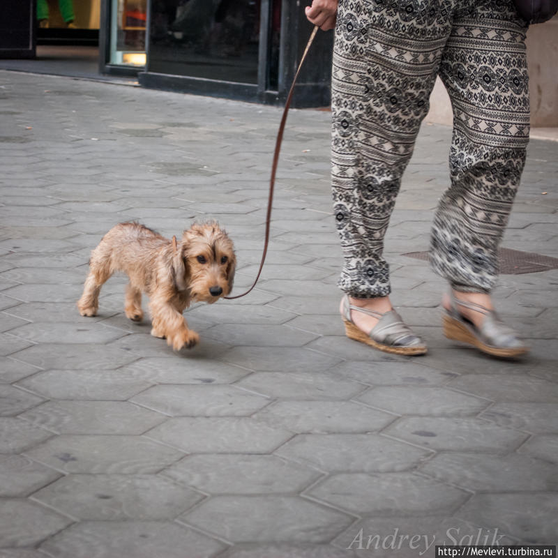 Неутомимые гости Барселоны Барселона, Испания