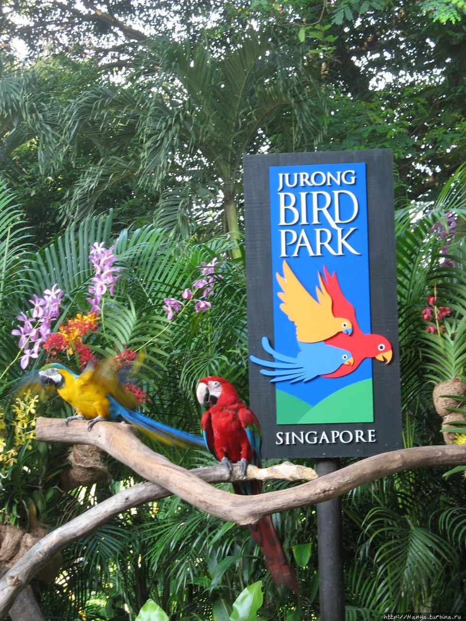 Парк Птиц Джуронг Сингапур (столица), Сингапур (город-государство)