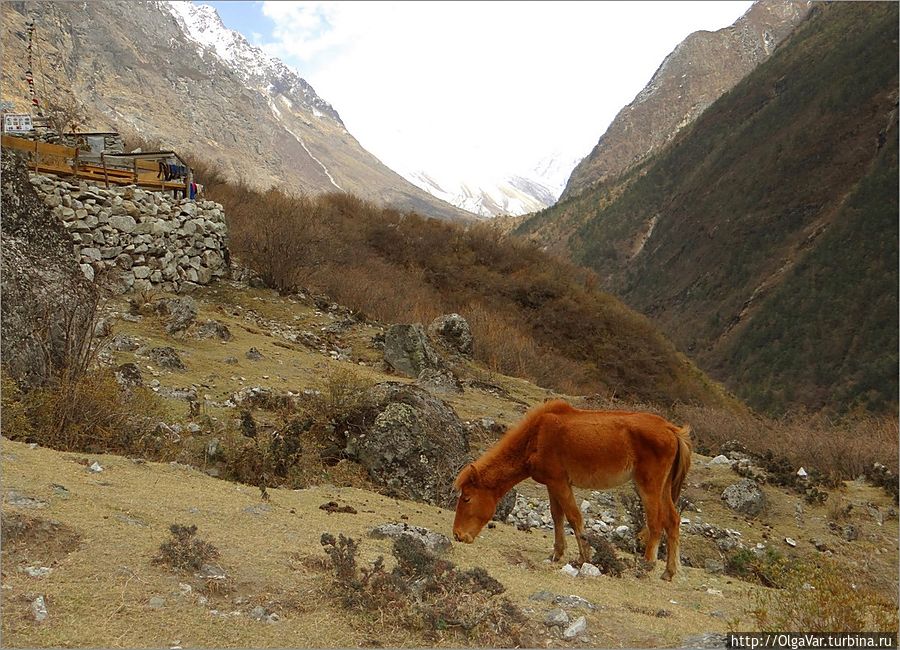 Встречались и такие огненно-рыжие лошадки Лангтанг, Непал