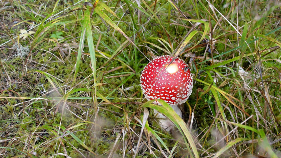 Мухоморишка =) Их тут много, но в основном погрызанные местными живностями. Однако, этого они пощадили. Слишком красив — сказали зайцы. Рамзау-ам-Дахштайн, Австрия