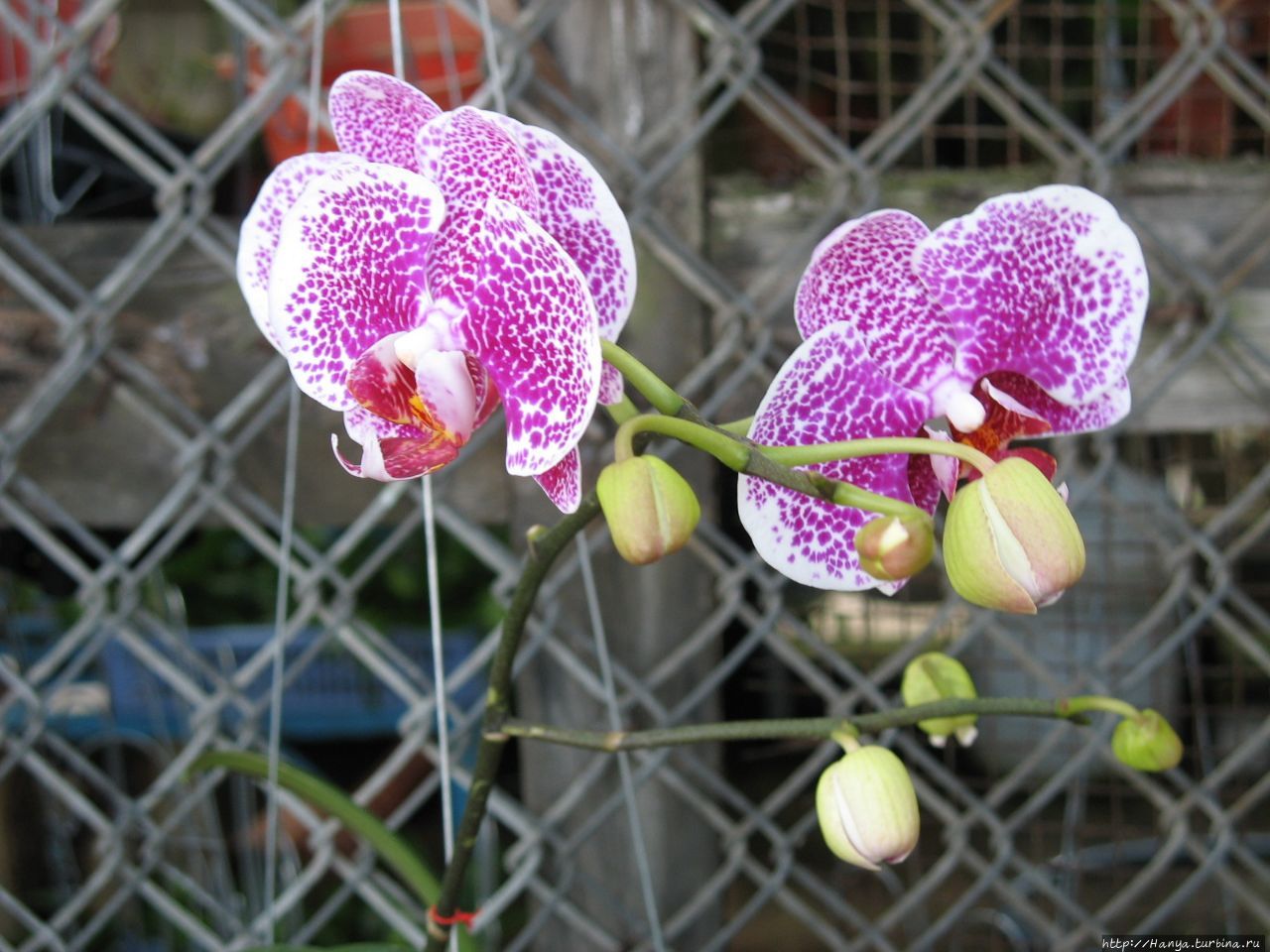 г. Нячанг. Орхидеи в магазине Нячанг, Вьетнам