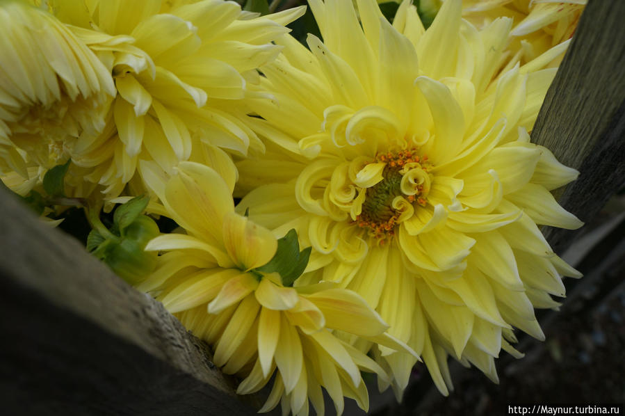 Дарите   женщинам   цветы... Южно-Сахалинск, Россия