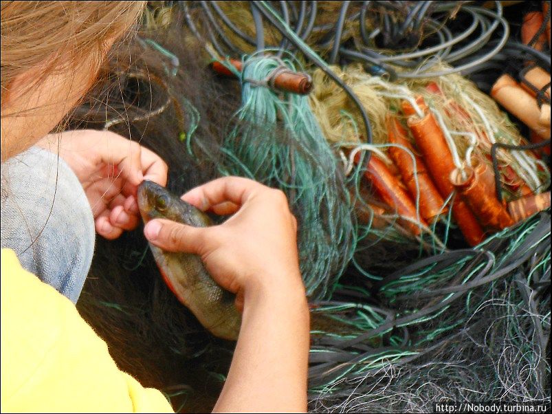 Давинчи помогает вытаскивать рыбу из сети. Забайкальский край, Россия