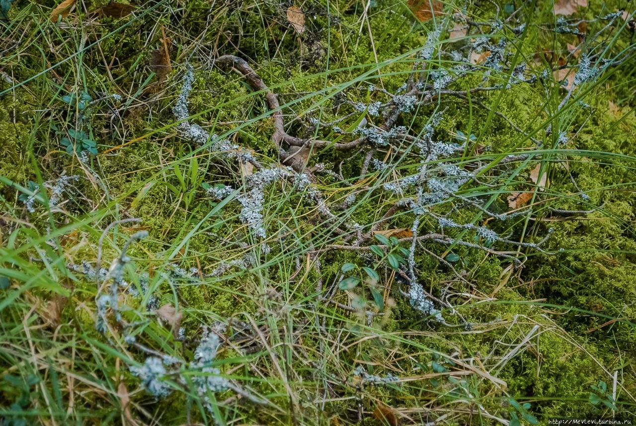 Остров Буллю Рига, Латвия