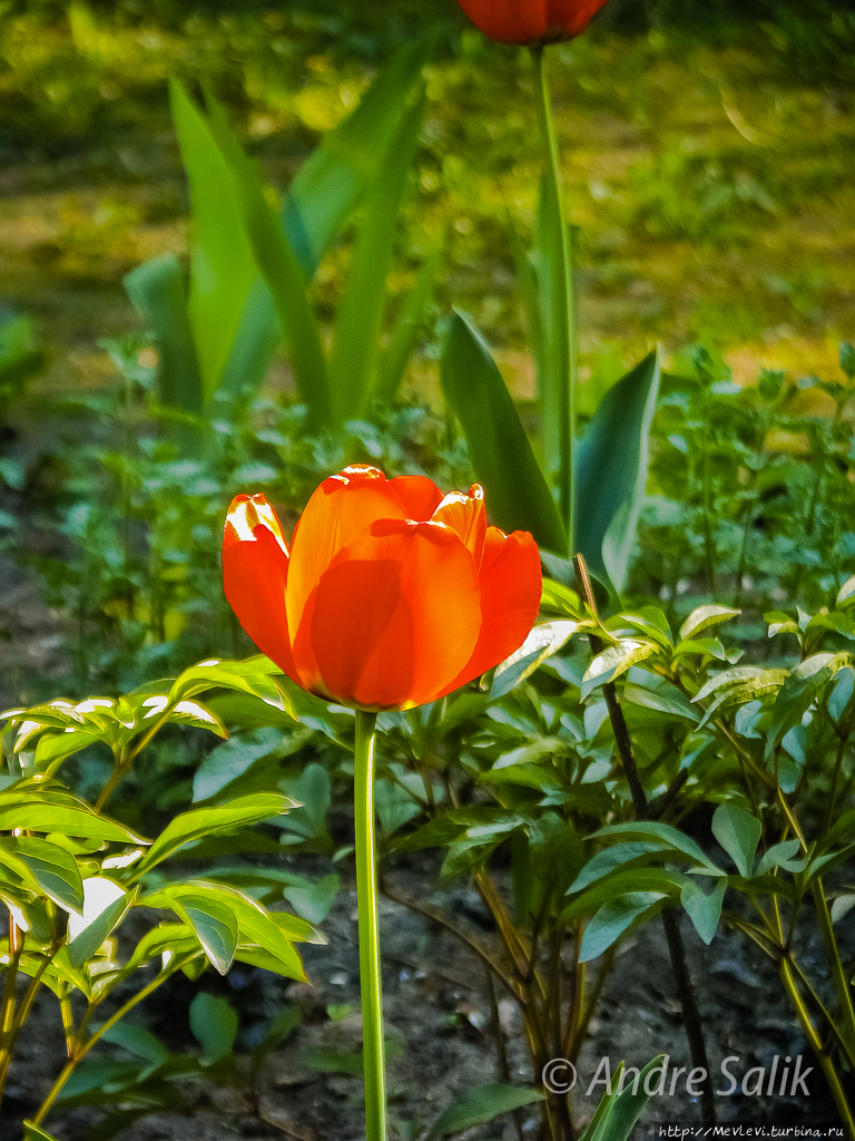 Был месяц май Рига, Латвия