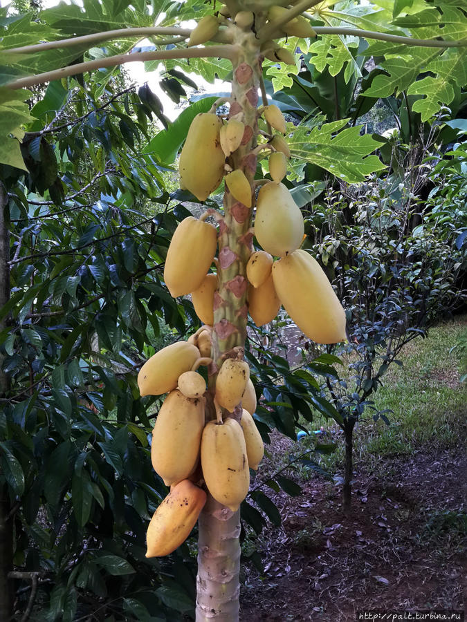 Вот такой фрукт растет в саду. Надпись есть, но на тайском Национальный парк Тонг-ПхаПхум, Таиланд