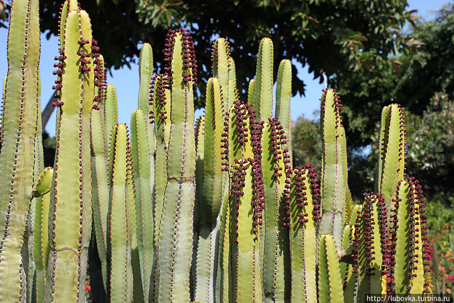 Молоча́й кана́рский ( Euphórbia canariensis) Остров Тенерифе, Испания