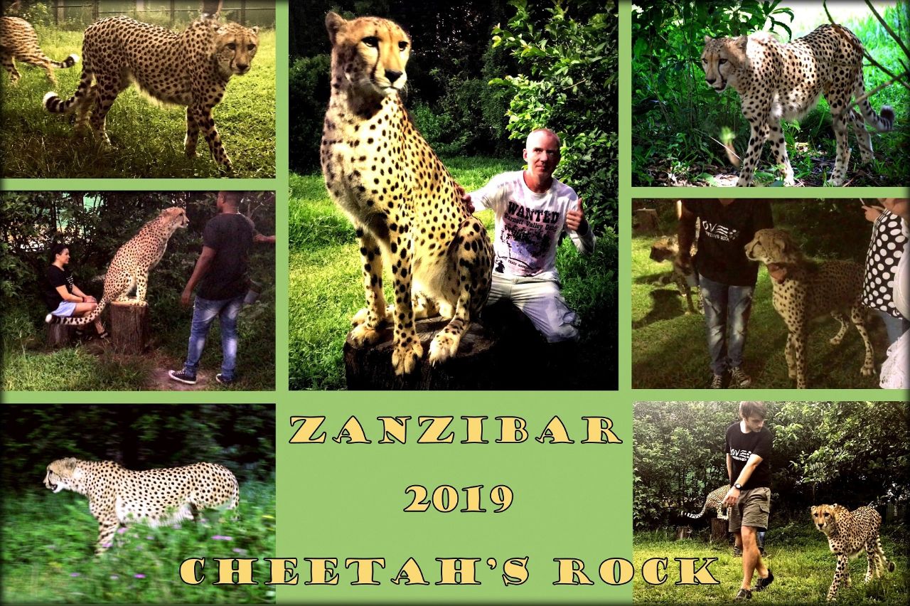 Джамбо, Занзибар! день 4 — лицом к лицу в Cheetah’s Rock Мангапвани, Танзания