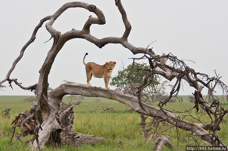 Фотосессия на пленере Серенгети Национальный Парк, Танзания