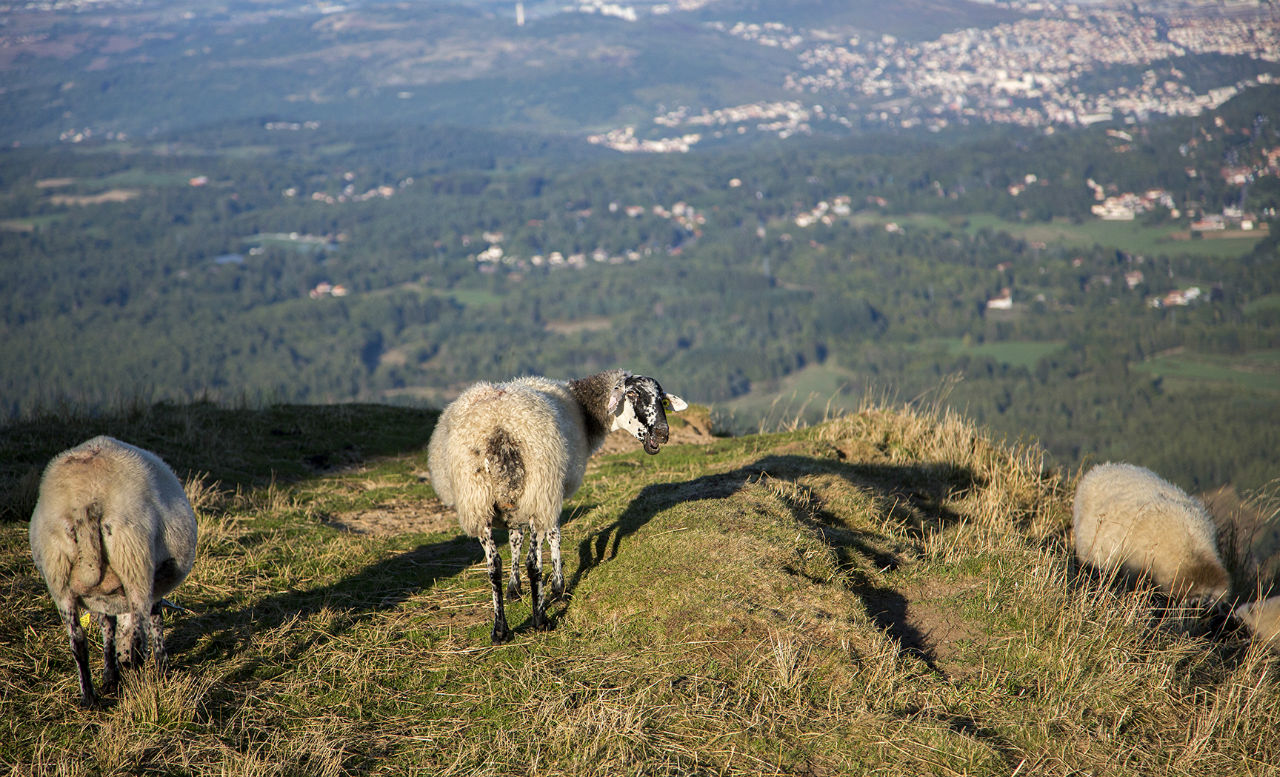 Поездка на Тран панорамик Овернь, Франция