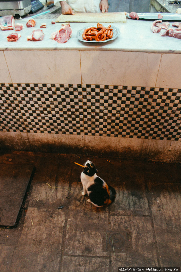 Кошки по всюду. Фес, Марокко