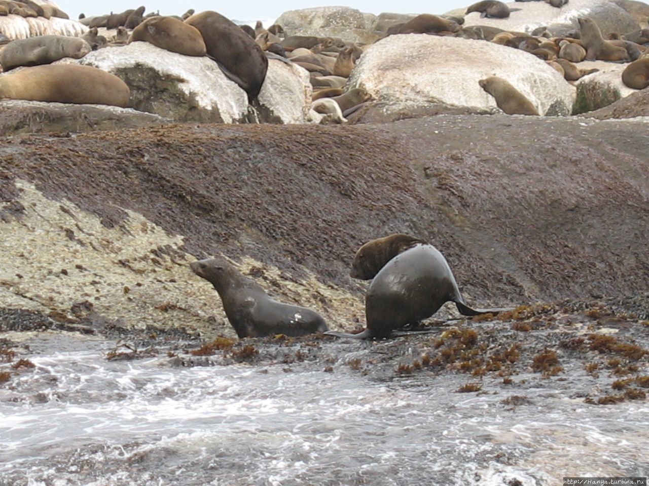 Капский полуостров:Seal Island Cruise к морским котикам. Ч79