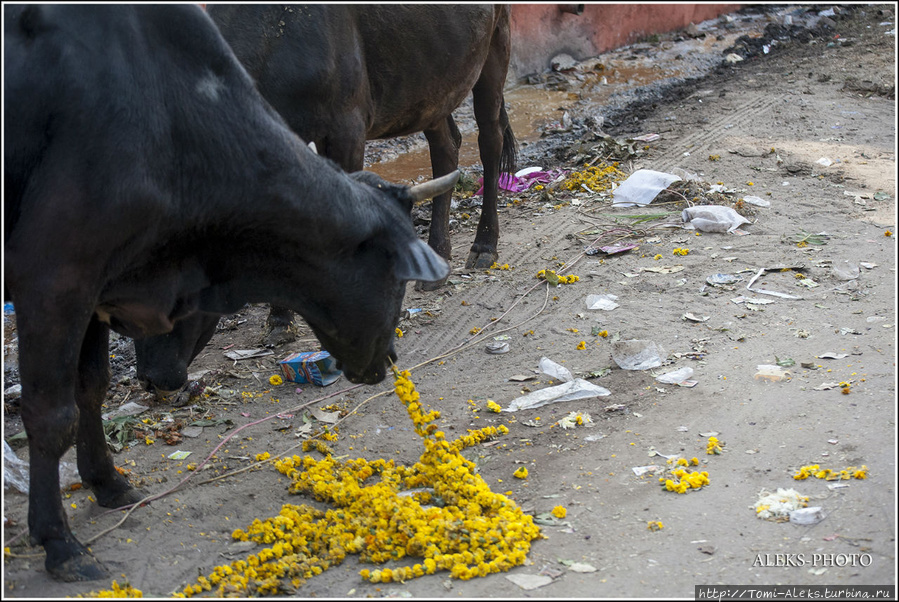 Гирлянды из цветов, которые индийцы после всяческих церемоний выбрасывают на мусорки, часто попадают в желудки незадачливых животных. Они-то — поедают именно цветы, но вместе с ними, похоже, заглатывают и веревку. К чему это приводит в кишечнике животного догадаться не сложно. Результат — на фото выше... Конечно, это не вери гуд... Агра, Индия
