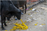Гирлянды из цветов, которые индийцы после всяческих церемоний выбрасывают на мусорки, часто попадают в желудки незадачливых животных. Они-то — поедают именно цветы, но вместе с ними, похоже, заглатывают и веревку. К чему это приводит в кишечнике животного догадаться не сложно. Результат — на фото выше... Конечно, это не вери гуд...