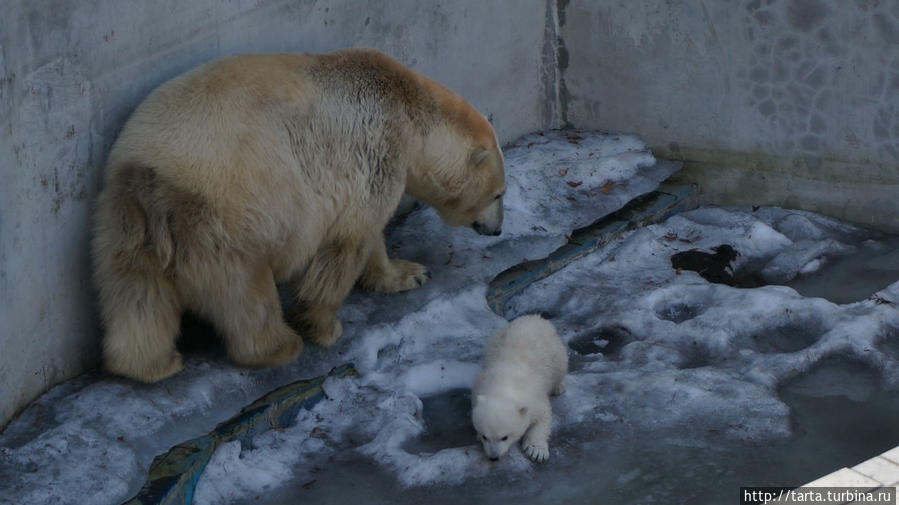 Маленькое «чудо» в Новосибирском зоопарке Новосибирск, Россия