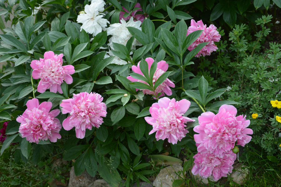 Ода пионам Москва и Московская область, Россия