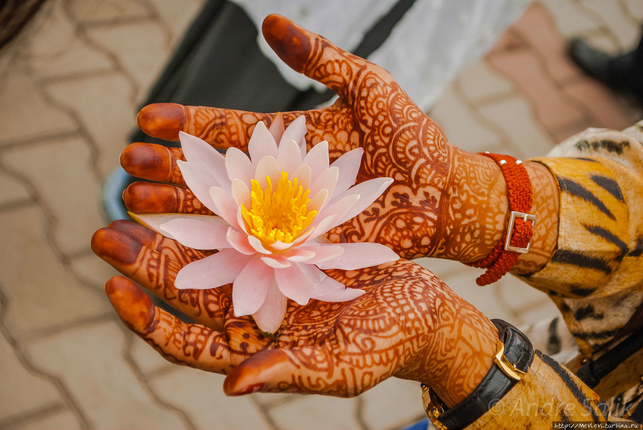 Озеро Дал. Портреты