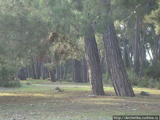 Сосны на берегу.