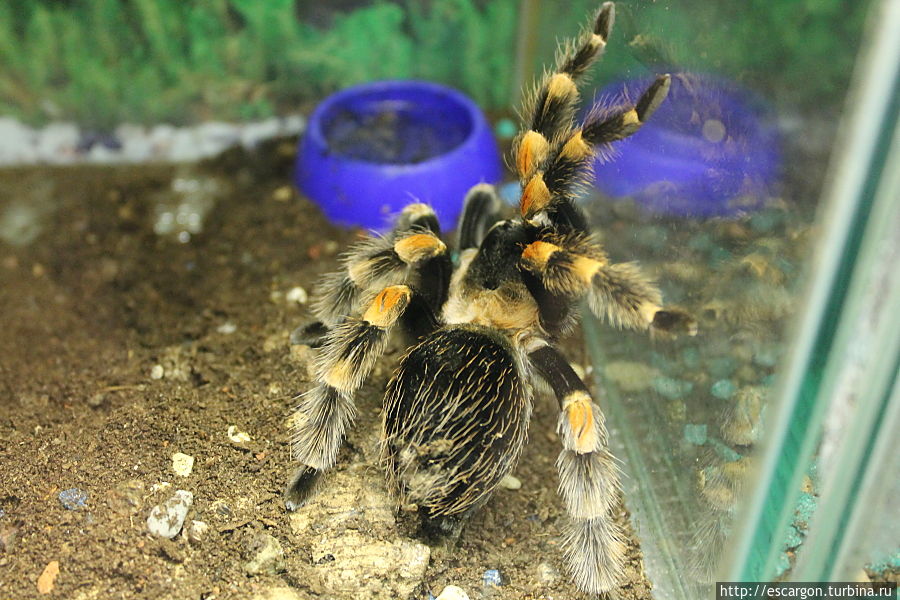 Мексиканский красноколенный паук-птицеед (Brachypelma smithi) также является одним из самых популярных пауков, содержащихся любителями экзотики. Причиной этому его низкая способность к агрессии и высокая продолжительность жизни(самки могут жить до 30 лет). Минск, Беларусь