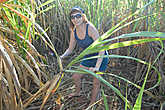На плантации сахарного тростника