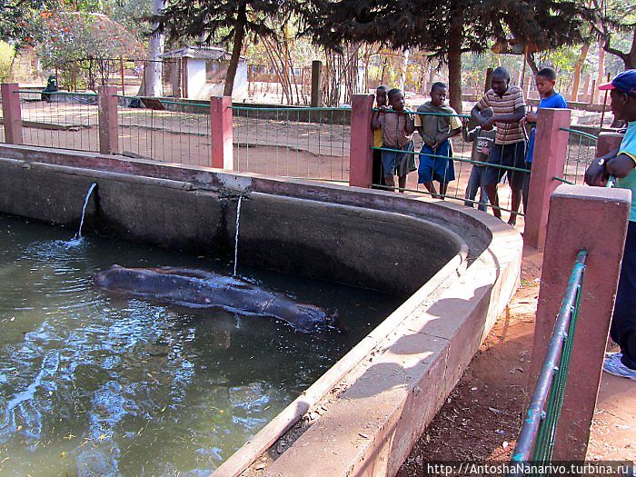 Бегемот приводнился.