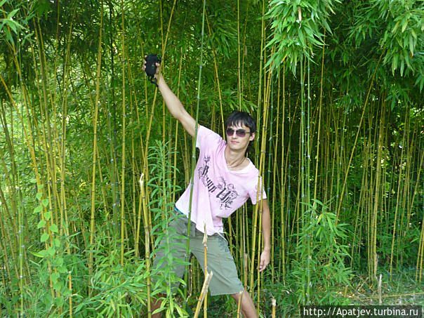 Бамбуковые джунгли
