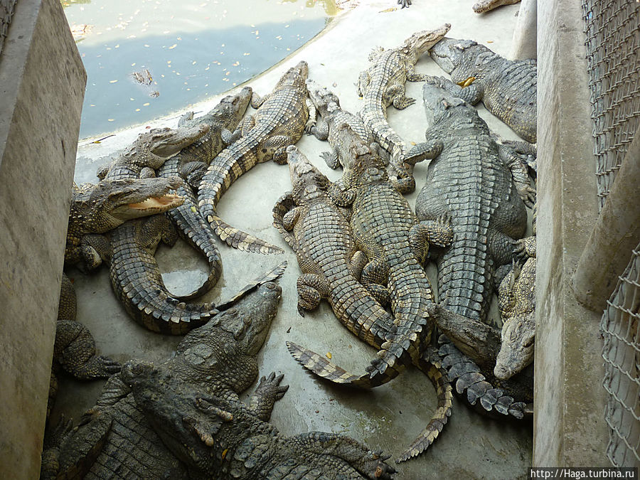 Паттайя — город, крокодиловая ферма и сад многолетних камней Паттайя, Таиланд