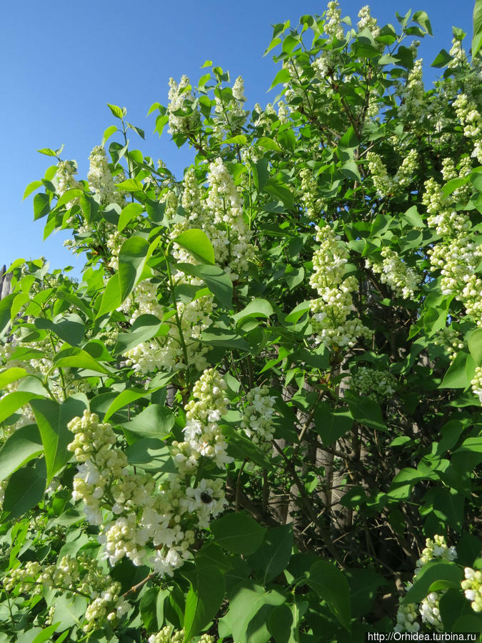 Прошла весна, приходит лето... спасибо Харьков, Украина