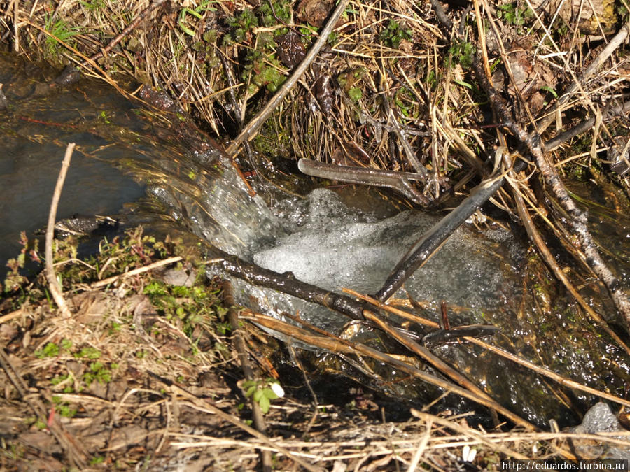 Оттаиваем и зеленеем))) Красноярск, Россия