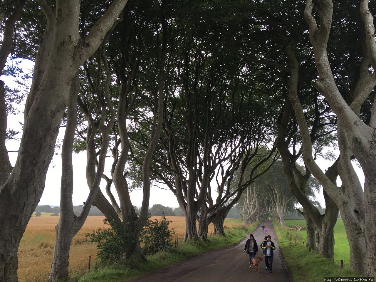 Темная Аллея Dark Hedges и темные века Dark Ages Дарк-Хеджес, Великобритания